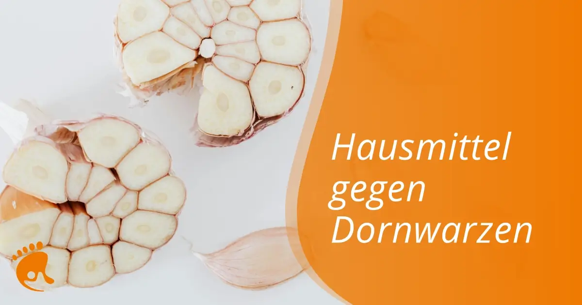 Zwei halbierte Knoblauchzwiebeln und eine Knoblauchzehe auf einer weißen Fläche, daneben ein orangefarbener Abschnitt mit dem deutschen Text: Hausmittel gegen Dornwarzen